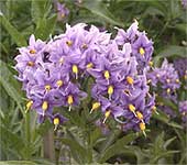 Побеги Solanum Derosum