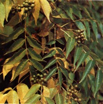 Бархат Амурский. Источник: http://www.ntfp.ru/plantinfo.twh?__id=Home.DataSetAdapter.Properties&search=id&id=40