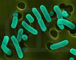 E. Coli